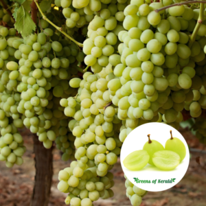 Grape / Munthiri (Green, Layer) Live Fruit Plant