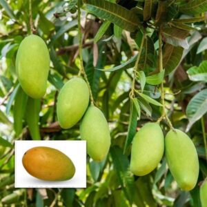 Mango (Kesar, Graft) Live Fruit Plant